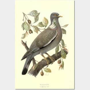 Ringdove Posters and Art